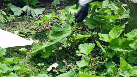 Baby Monkey Climbing Stock Footage 84286254