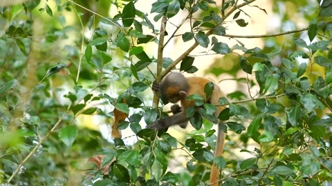 Baby monkey climbing tree surrounded by lush green leaves in tropical Stock Footage 303818875