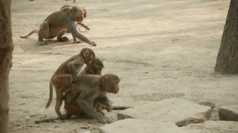 Baby Monkey Climbs Mom's Back Stock Footage 10604796