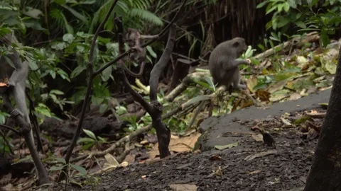 Baby monkey climbs on the tree branch in the forest. Stock Footage 104411259