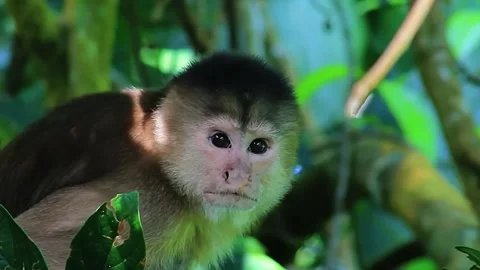  Baby Monkey Close Up Stock Footage 323142685