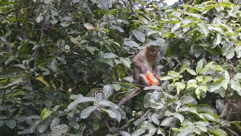 Baby monkey drinking leftover drinks and playing with Mazza plastic Stock Photos