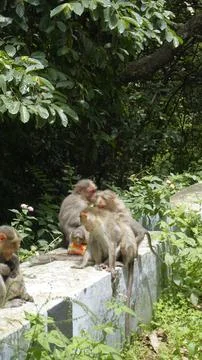 Baby monkey drinking leftover drinks and playing with Mazza plastic bottle .. Stock Photos