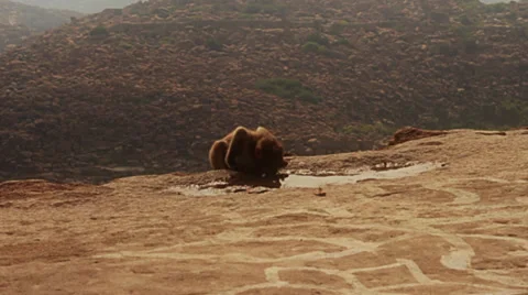 A baby monkey drinks water from a pool. Stock Footage 39792178