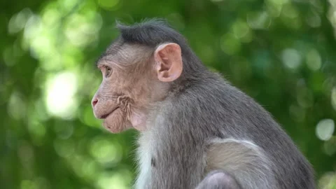 Baby Monkey Eating Fruit on a Tree Branch in the Forest Stock Footage 346245933