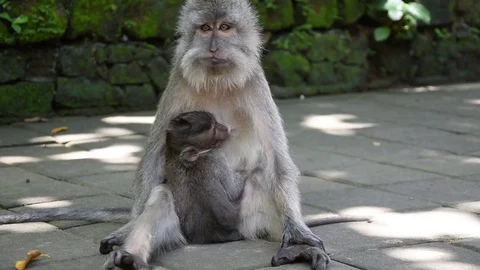 Baby monkey feeding Stock Footage 81691008