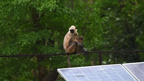 Baby monkey feeling safe in the lap of mother monkey Stock Footage 246846811
