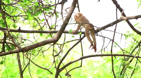 Baby monkey. Stock Footage 64069582