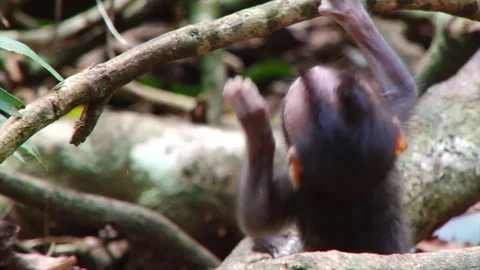 Baby Monkey Stock Footage 83530605