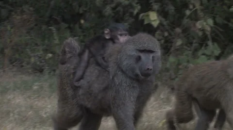 Baby monkey gets a ride Stock Footage 1807514