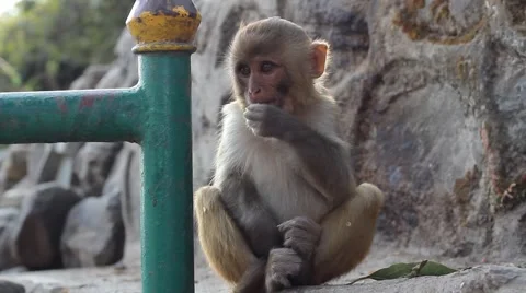 Baby monkey gets scared and runs away Stock Footage 58911608