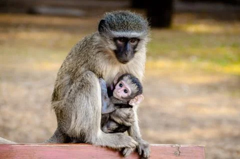 A baby monkey getting nursed by its mother Stock Photos