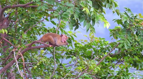 A Baby Monkey Gnawing Tree Stock Footage 51936328