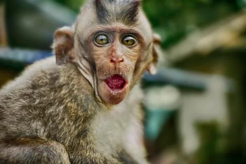 Baby monkey grimace. Close up Stock-Fotos