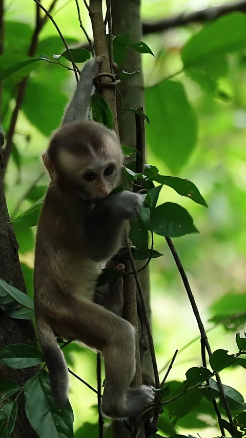 Baby monkey hanging from branch. Stock Footage 329437300
