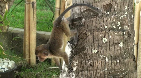 Baby monkey hanging by a tree Stock Footage 639729