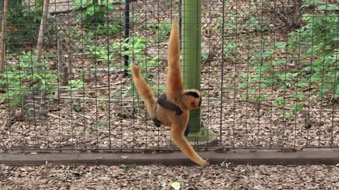 Baby monkey hangs on climbing mama Stock Footage 280367016