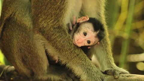 Baby monkey held by mother close up tender wildlife moment, Philippines Stock Footage 334090337