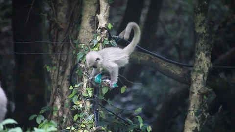 Baby Monkey jumping and playing on a tree near No Parking sign board Stock Footage 72452604