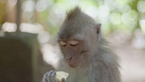 Baby monkey looking into the camera memorized by the camera Stock Footage 262707909
