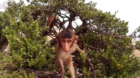 Baby monkey looks at the camera on a tree Stock Footage 86485915