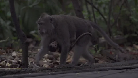 Baby Monkey on Mama Monkey Stock Footage 106023336