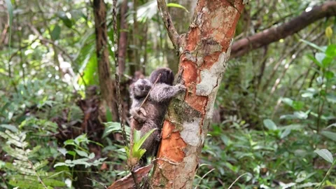 Baby monkey with mom Stock Footage 307630114