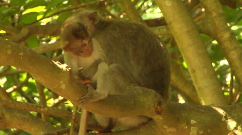Baby Monkey in the Monkey Forest in Bali Stock Footage 41380370