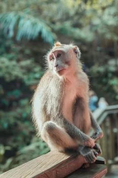 Baby monkey in Monkey Forest - Ubud, Bali Foto stock