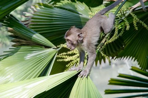 Baby monkey on a palm tree. Stock Photos