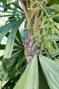 Baby monkey on a palm tree. Stock Photos