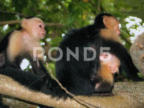 Baby monkey Stock Photos