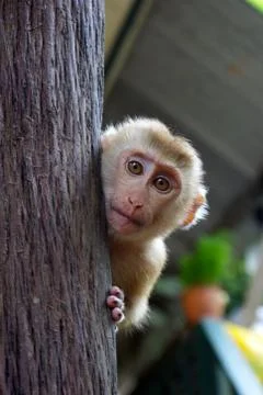 Baby monkey Stock Photos