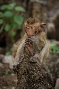 Baby monkey Stock Photos