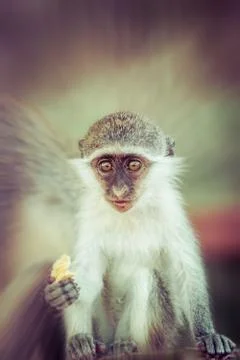 Baby Monkey Stock Photos