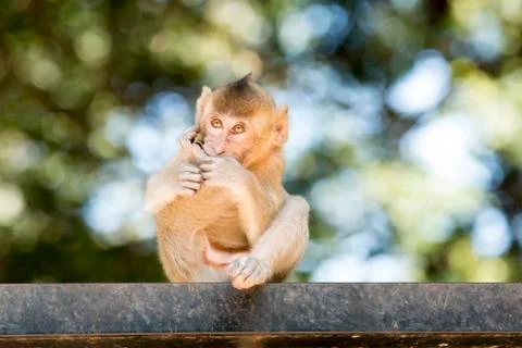 Baby Monkey Stock Photos