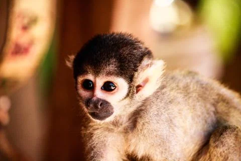 Baby Monkey Stock Photos