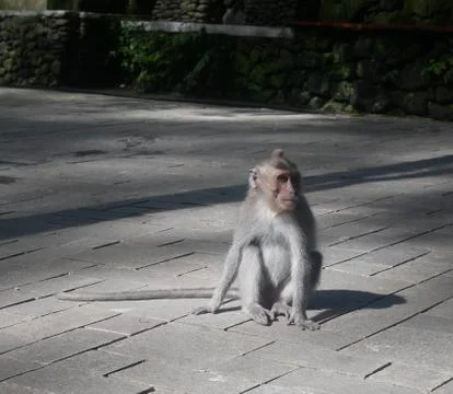 Baby Monkey Foto stock