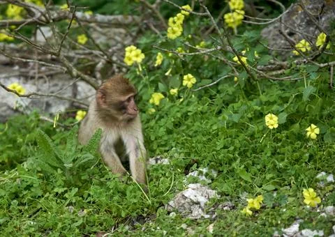 Baby Monkey 스톡 사진