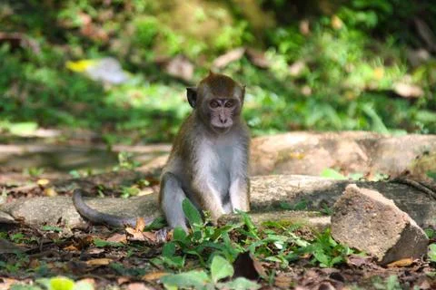 Baby Monkey Stock Photos