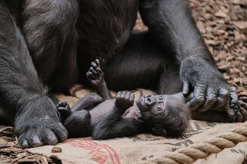 Baby monkey Stock Photos