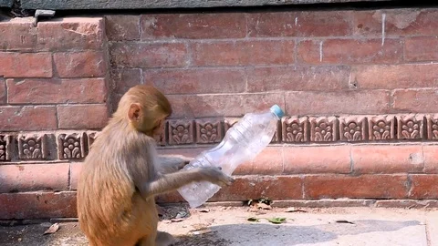 Baby monkey playing with empty plastic bottle 库存影片 100700850