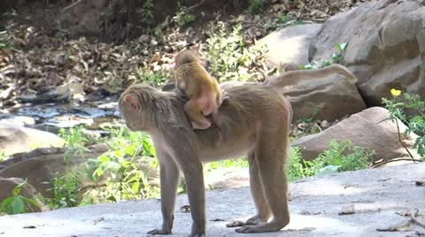 Baby monkey is playing Stock-Footage 22474471