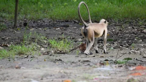 A baby monkey playing Stock Footage 320002019