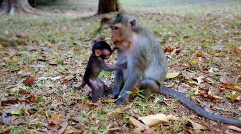 Baby Monkey Playing With Mother Stock Footage 48437947