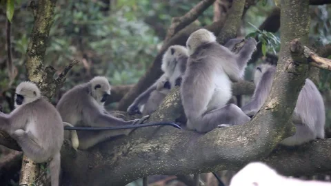 Baby monkey playing with Mother Monkey Stock Footage 73789743