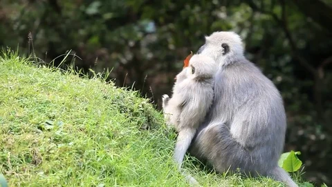 Baby monkey playing with Mother Monkey Stock Footage 73792293