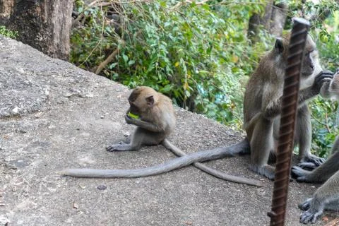 Baby monkey playing with Plastic bottle cap, in Krabi, Thailand 스톡 사진