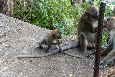 Baby monkey playing with Plastic bottle cap, in Krabi, Thailand Stock Photos