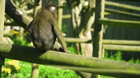 Monkeys looking like lions: Moscow Zoo has now its first rare